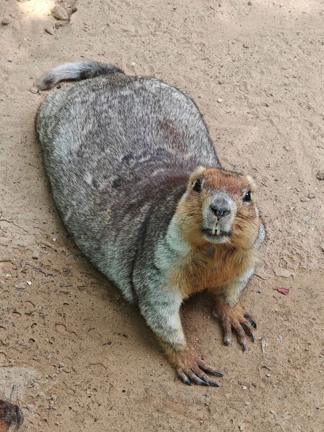 超治癒的動物園之行