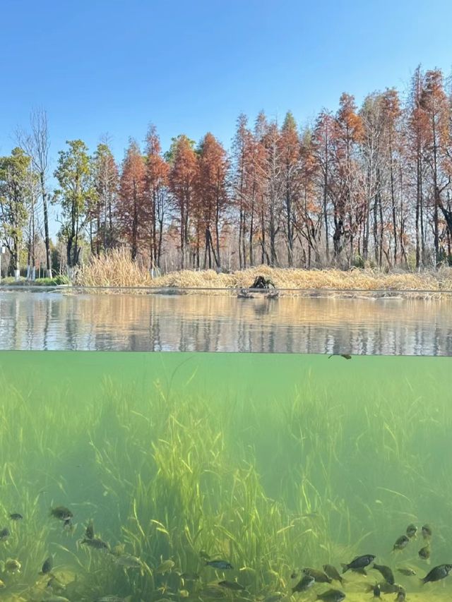 昆明果然還是太超前…大魚缸沉浸式賞魚！！