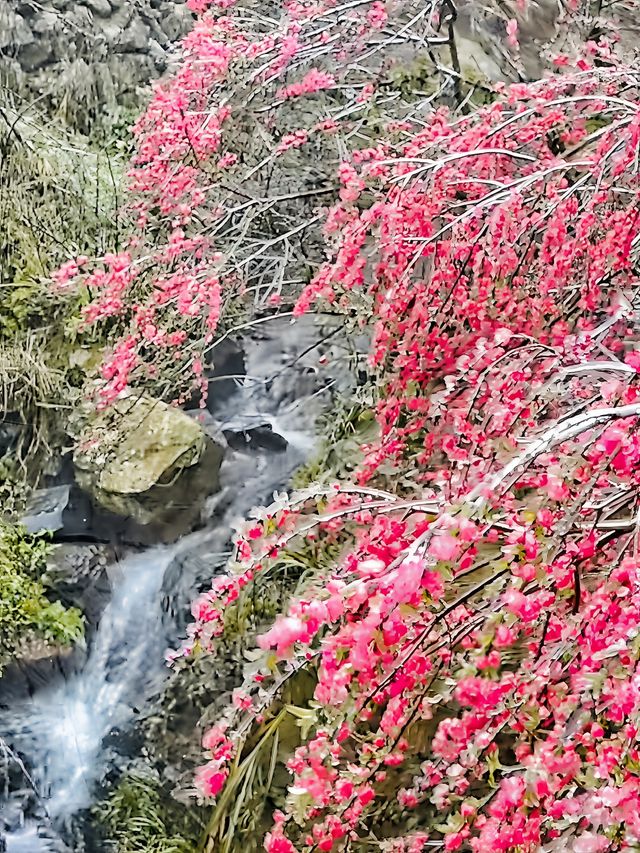 粵北觀冰花