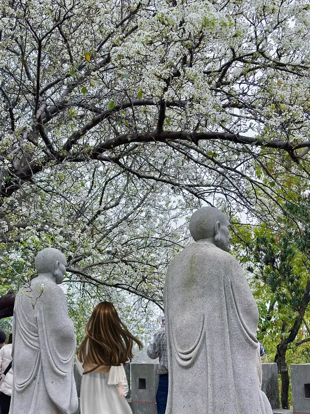 Xiamen Haicang Shishi Zen Temple Free Flower Viewing Guide!! A tree of pear blossoms, a tree of spring