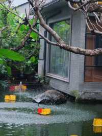 雨中岭南夢境：廣州蘭圃一日遊探秘