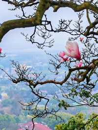 春遊松江 佘山國家森林公園挺美的！