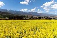 莫負春光好韶華，越西豈止油菜花開
