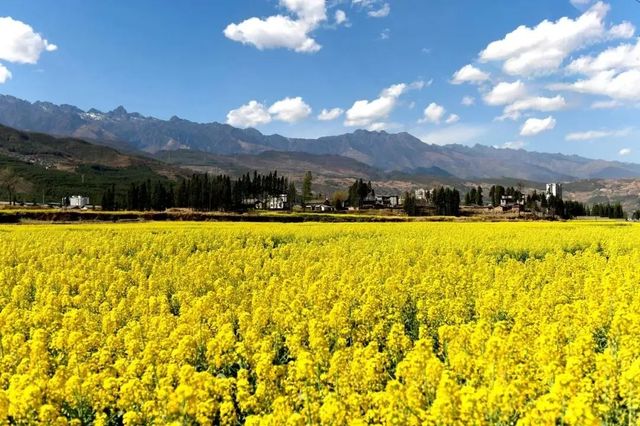 莫負春光好韶華，越西豈止油菜花開