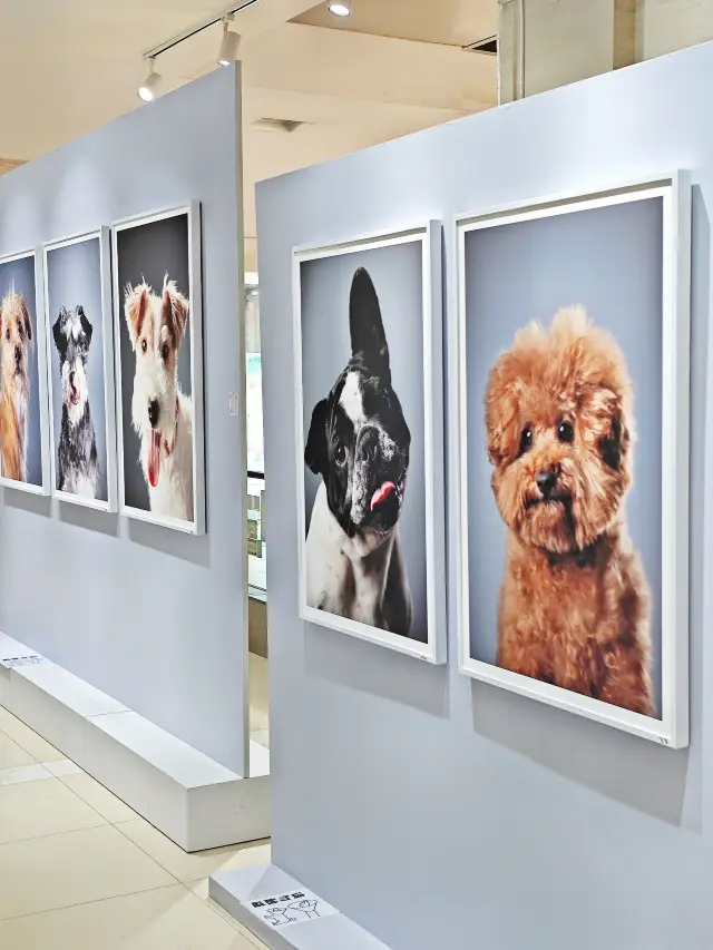 Shanghai Exhibition | Portraits of 100 Dogs on Yuyuan Road!