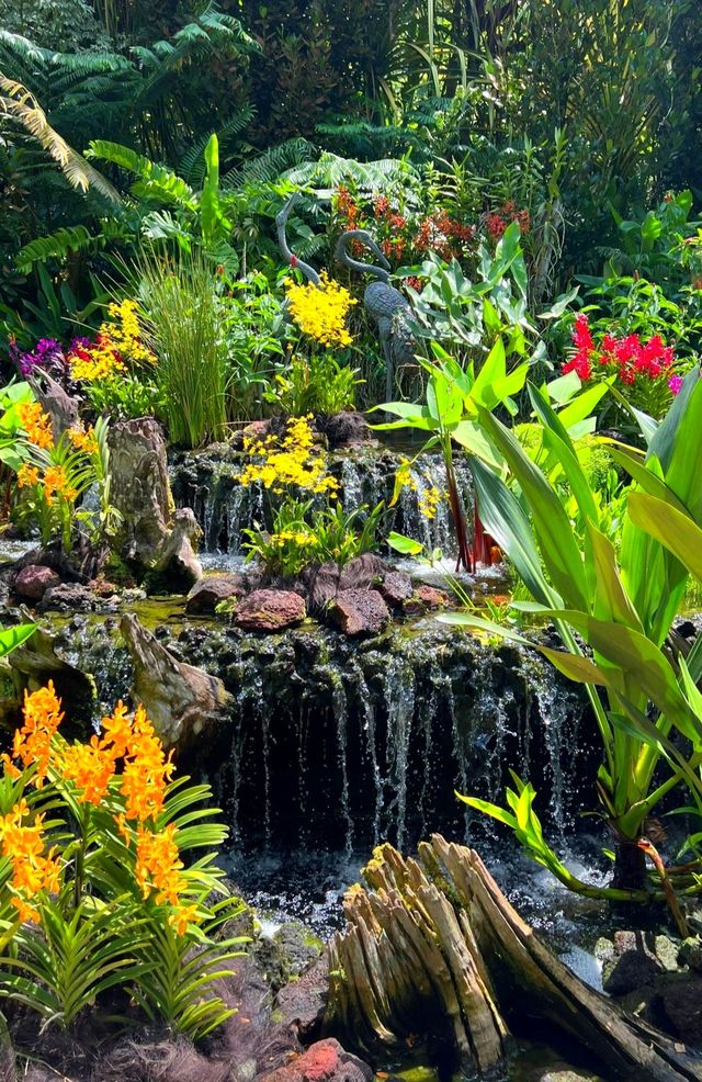 前往新加坡植物園——欣賞坡國國花•蘭花