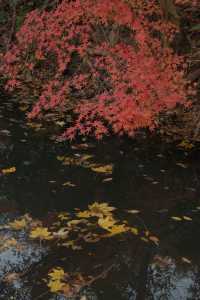 秋冬氛圍感南京中山植物園