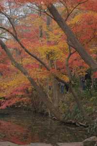 秋冬氛圍感南京中山植物園