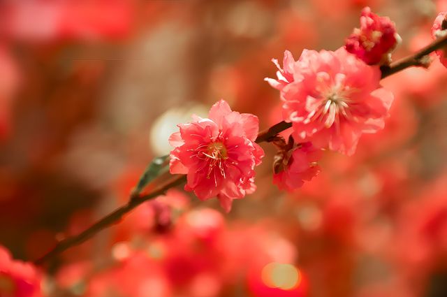 桃花朵朵開過年我選擇了這裡！滿滿的年味