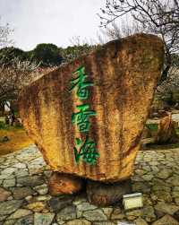十里梅花香雪海🌸快來蘇州香雪海解鎖滿園「梅」好時光！！