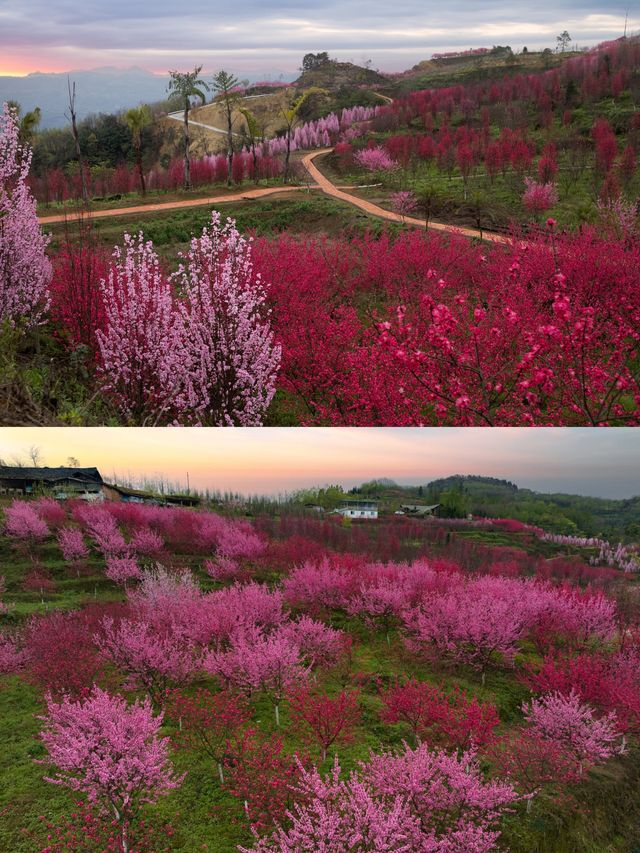 四川樂山周邊已開始山花狼藉