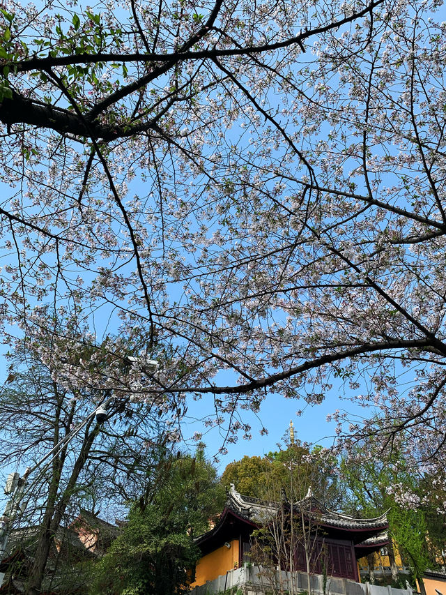 期待著，古雞鳴寺前的櫻花就要開了……