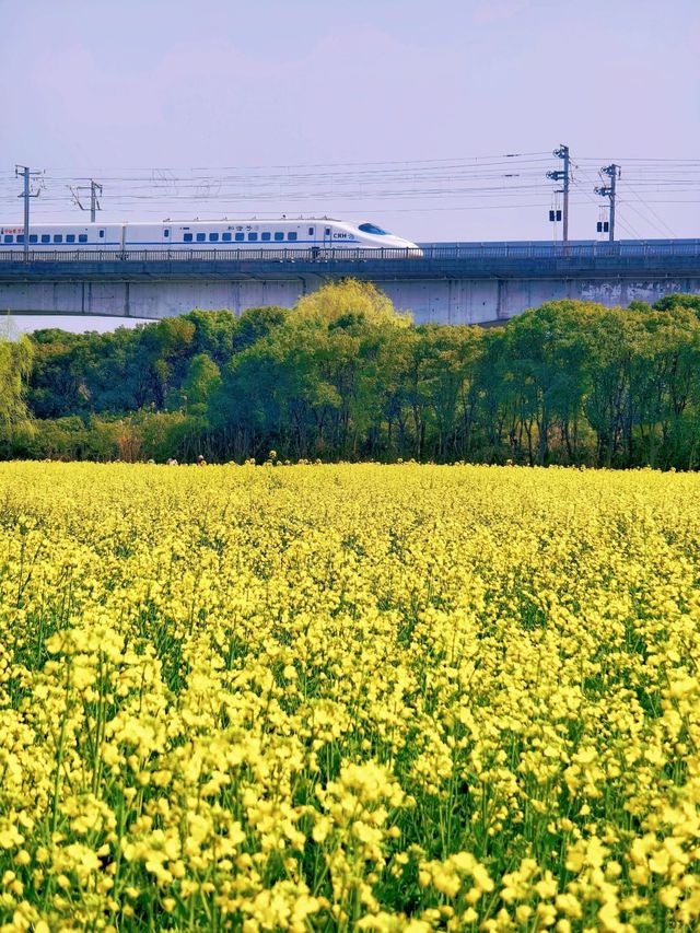 油菜花也很美