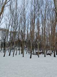 雪博會，冬季盛景！