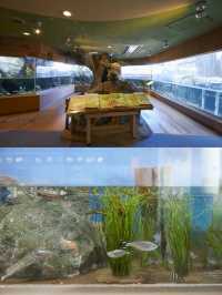 【東京品川水族館攻略】海底世界奇觀，千種海洋生物等你發現！