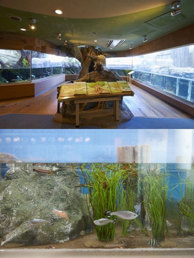 【東京品川水族館攻略】海底世界奇觀，千種海洋生物等你發現！