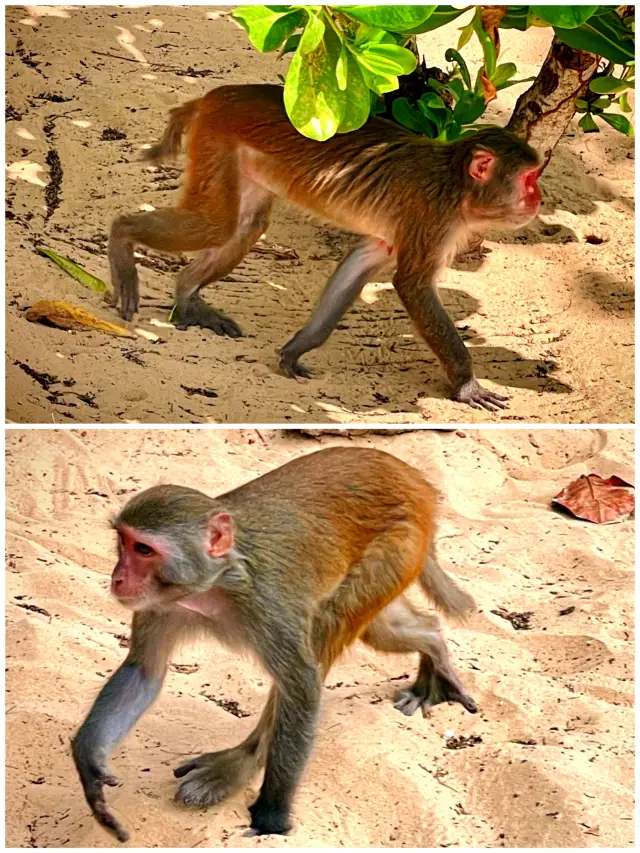 ปีใหม่เที่ยวครั้งแรกที่เกาะได๋ได๋②