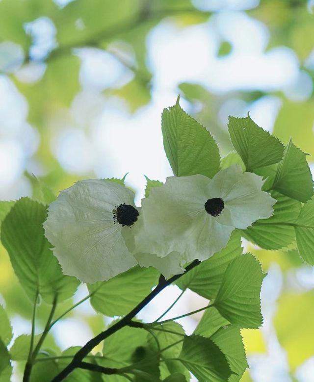 再見花開都江堰丨賞國寶植物珙桐花～