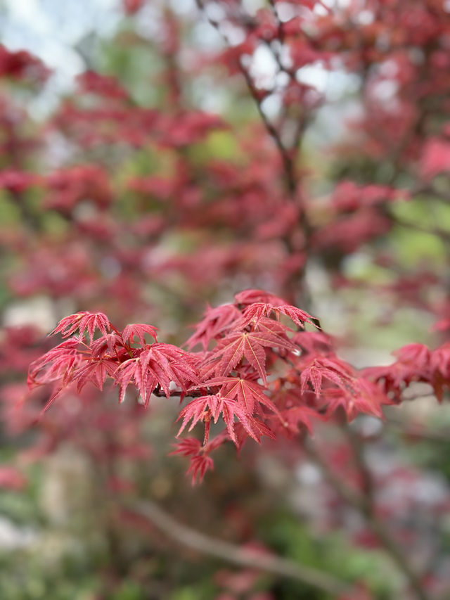 濮院繁花