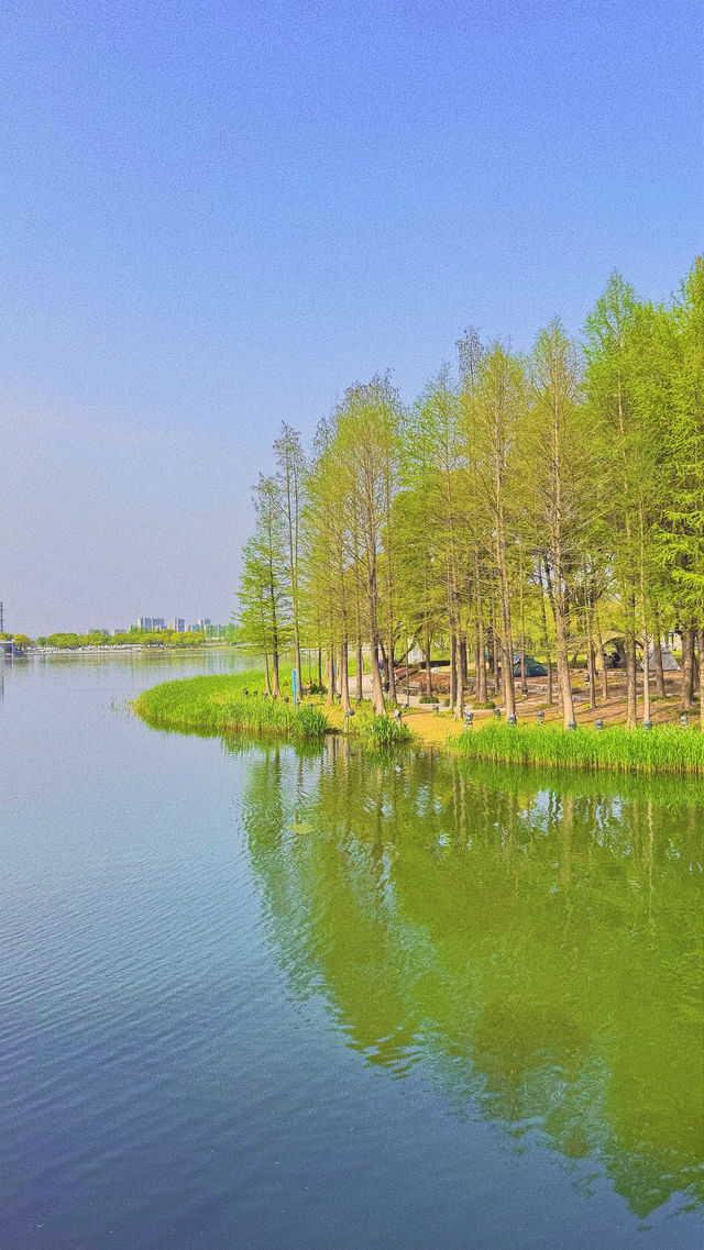 魔都西區的都市森林遠香湖公園