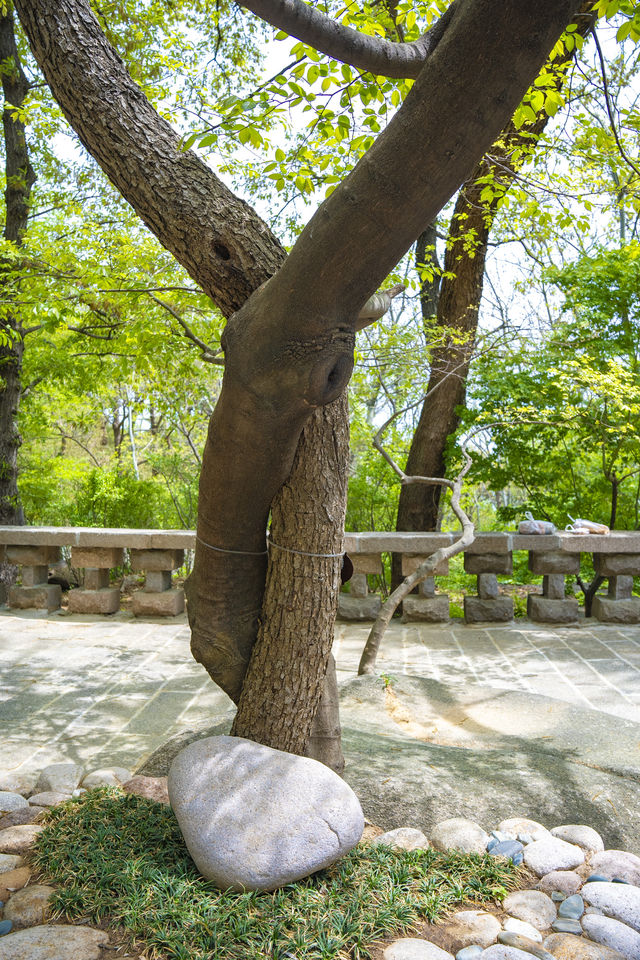 崂山徒步之旅，華嚴遊覽區藏著諸多神奇