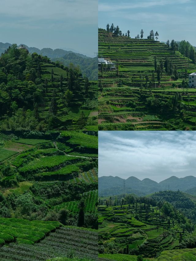 最令人驚喜的是那一望無際的茶園