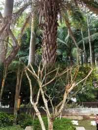 徐聞人民公園最佳遊玩攻略