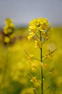5月4日溫榆河實況｜油菜花開的好，人也多…