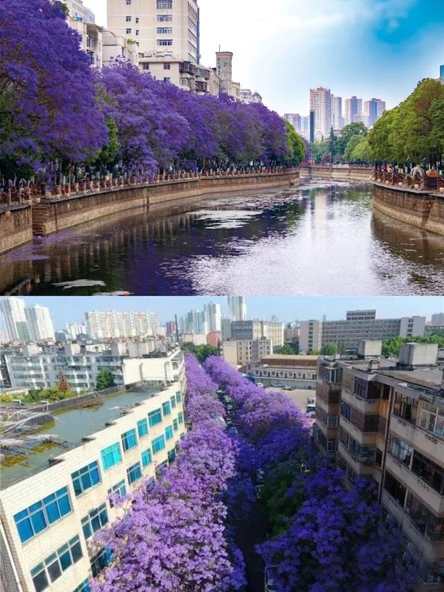 藍花楹花語｜在絕望中等待愛情