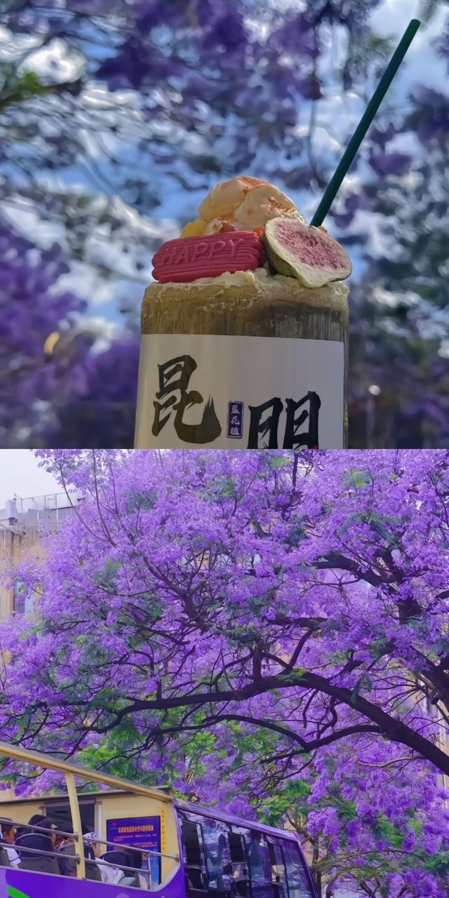 昆明藍花楹，春日街頭的紫色浪漫！