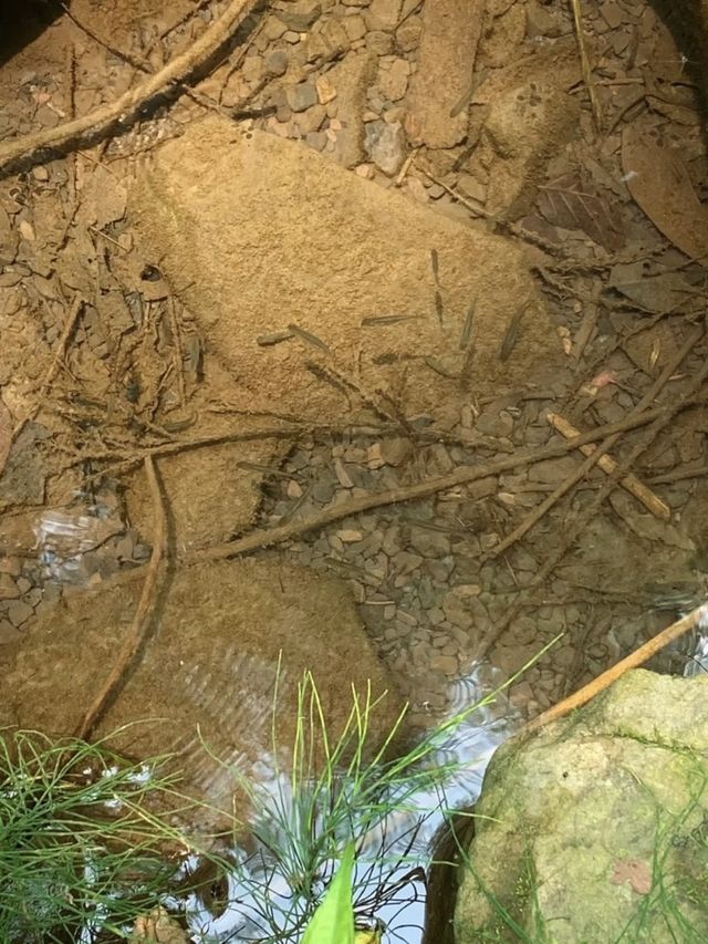 從綿陽出發1小時直達的寶藏玩水、露營親子徒步地