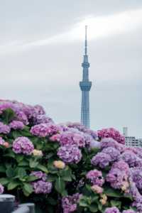 東京舊中川 | 晴空塔下紫陽花開滿河岸