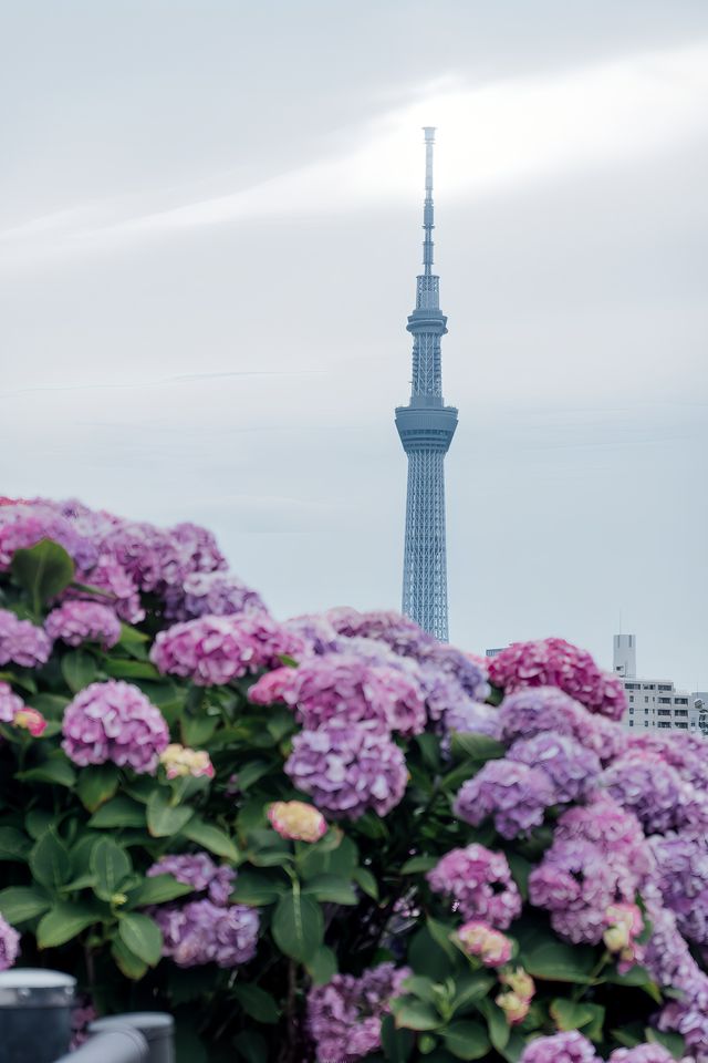 東京舊中川 | 晴空塔下紫陽花開滿河岸