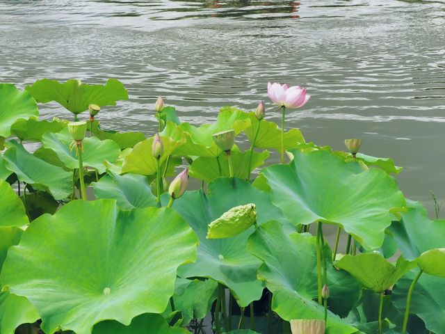 夏日荷塘盛景：賞一池荷花，享一份悠然心境