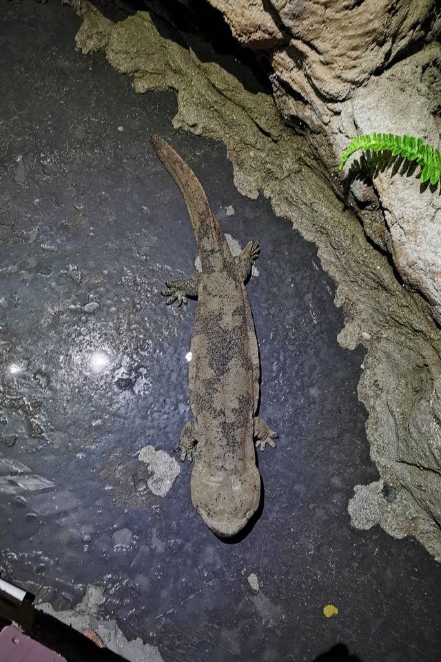 湘湖旁邊隱藏著的海洋館