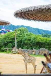 剛回來！！杭州野生動物世界夏日暢玩攻略