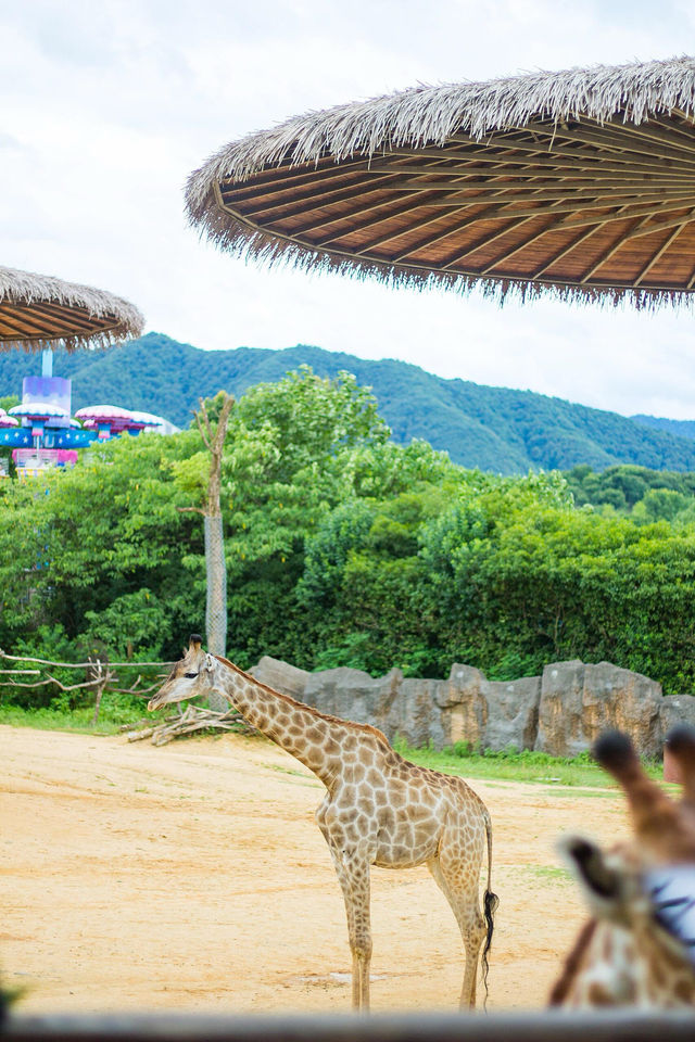 剛回來！！杭州野生動物世界夏日暢玩攻略