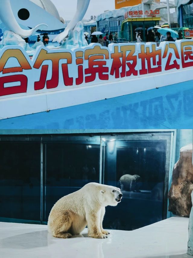 【哈爾濱極地公園海洋館】打卡。