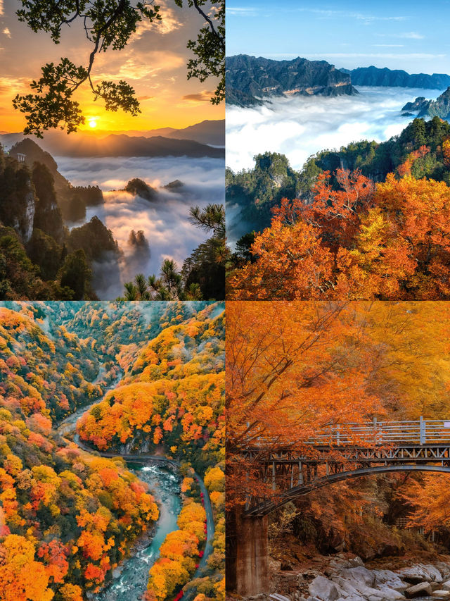 人生建議：一定要在秋天去一次光霧山看紅葉！