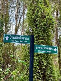 騎行遊覽羅勇濕地植物園，沉浸探索熱帶森林。