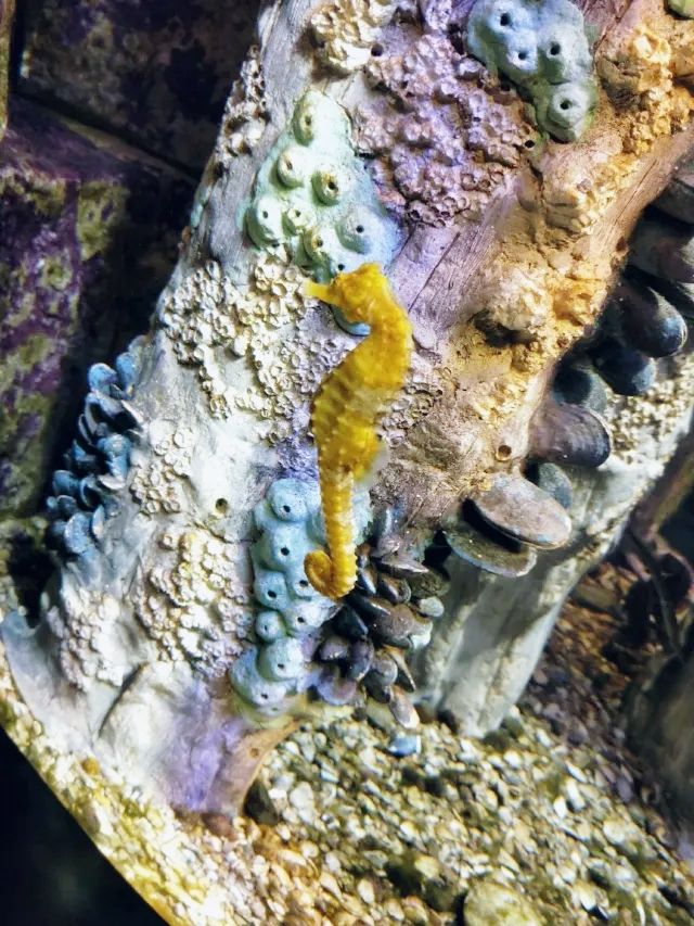 波士頓景點 | 新英格蘭水族館。