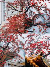 廣州 木棉花開和嶺南書院。