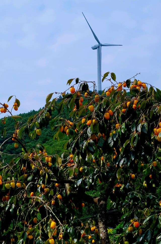 未來網紅路台州1號公路。