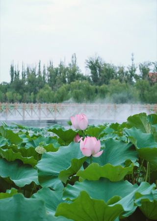 Wujiaqu, Xinjiang | Do you remember the summer when tulips bloomed at Qinggeda Lake? 