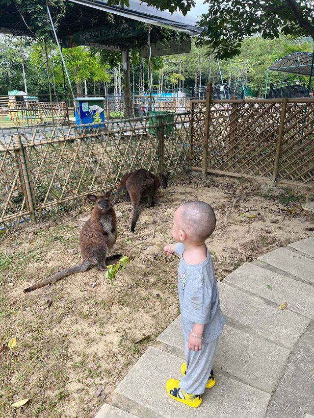 廣州遛娃｜七彩澳遊世界餵小鹿的一天。