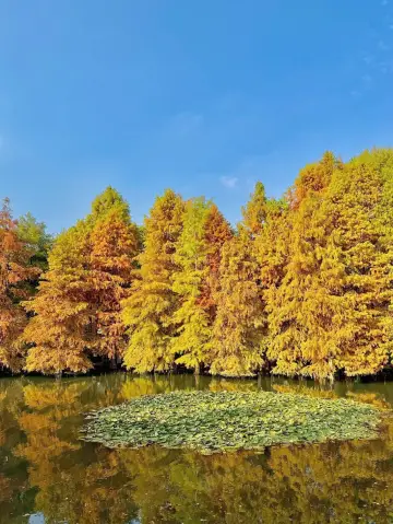 南京已經進化到這種程度了。