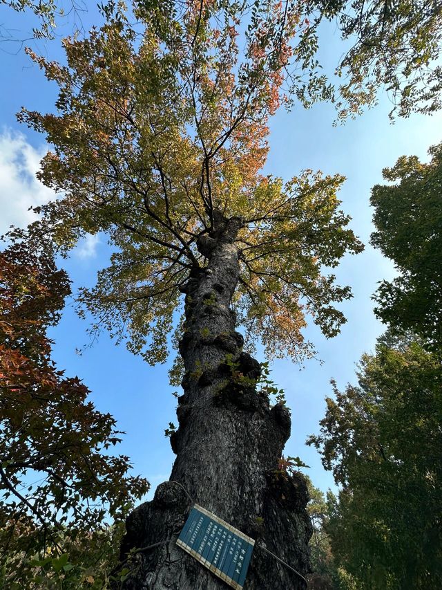 蘇州天平山。