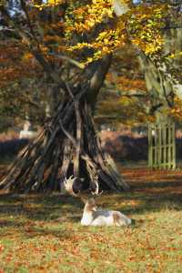 倫敦周邊遊 Bushy Park 有鹿精靈。