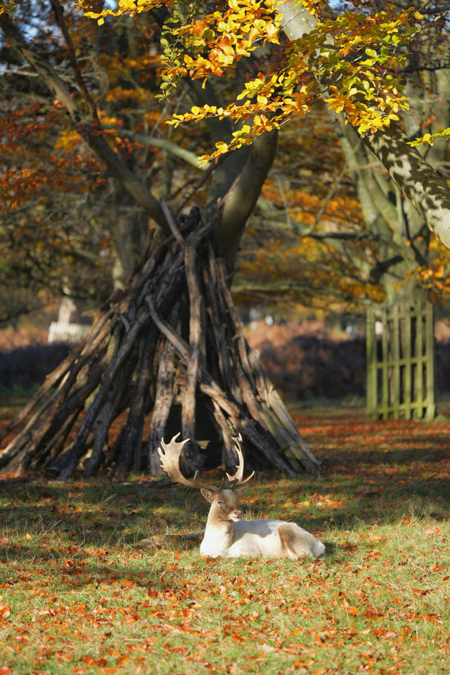 倫敦周邊遊 Bushy Park 有鹿精靈。