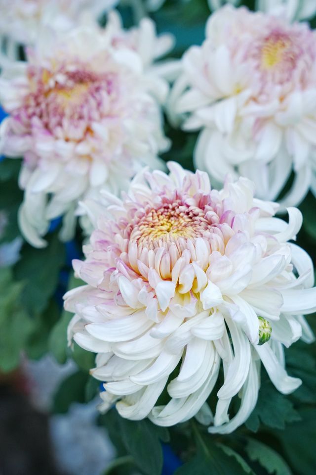 菊花展｜黃花崗公園｜廣州閒逛好去處。